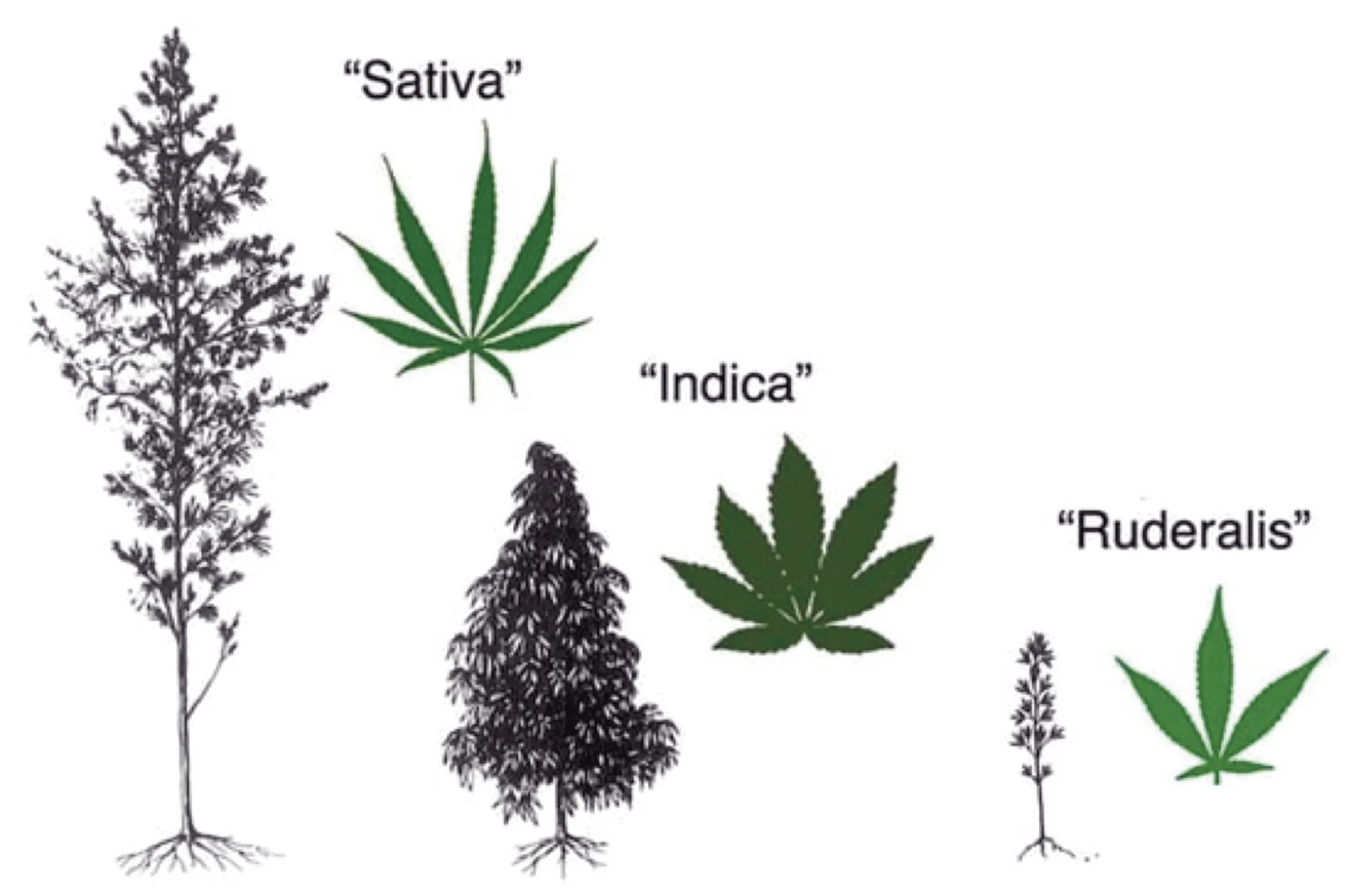 cannabis medicinal como parte de la oncologia 2