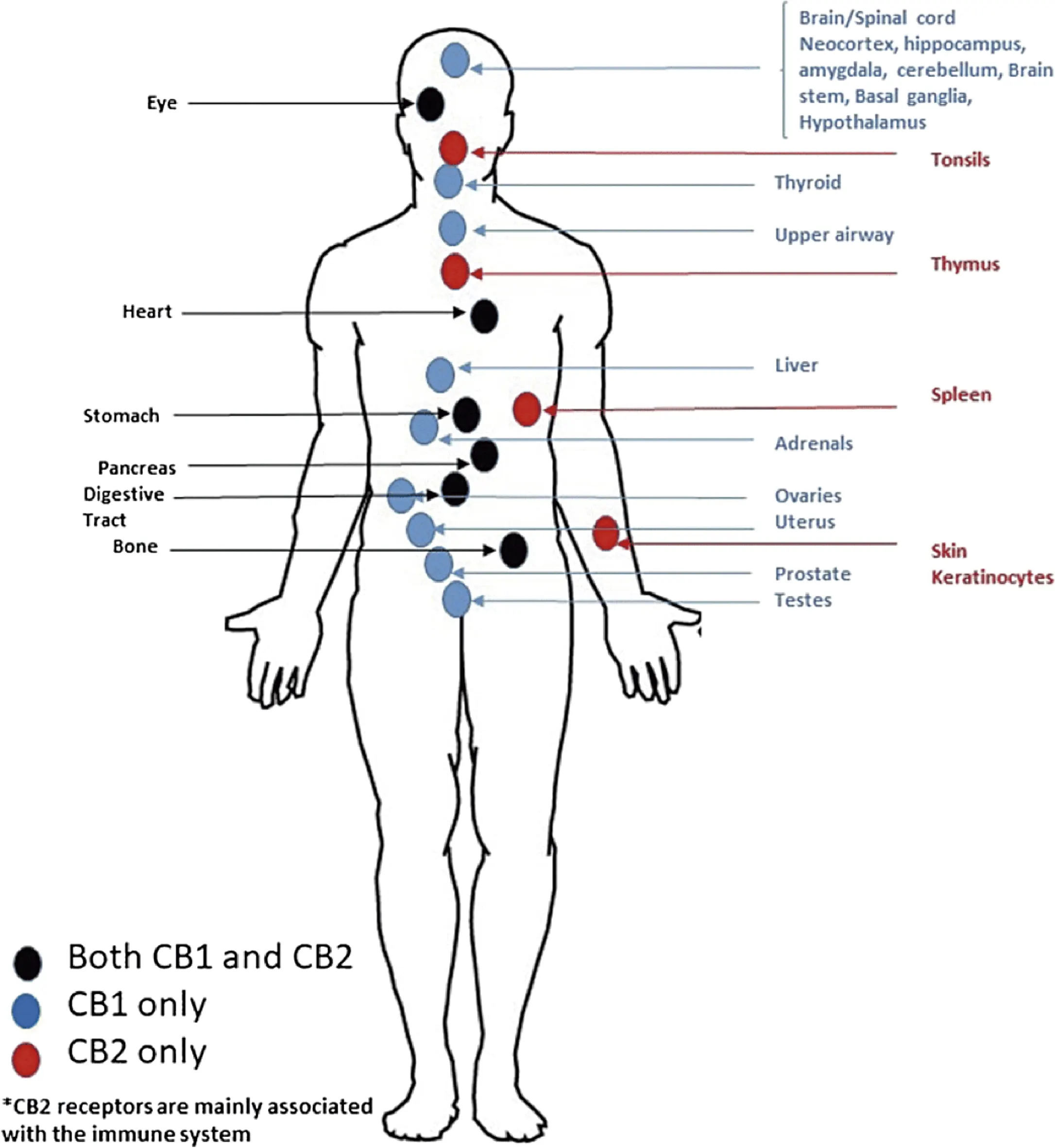 cannabis medicinal como parte de la oncologia 3