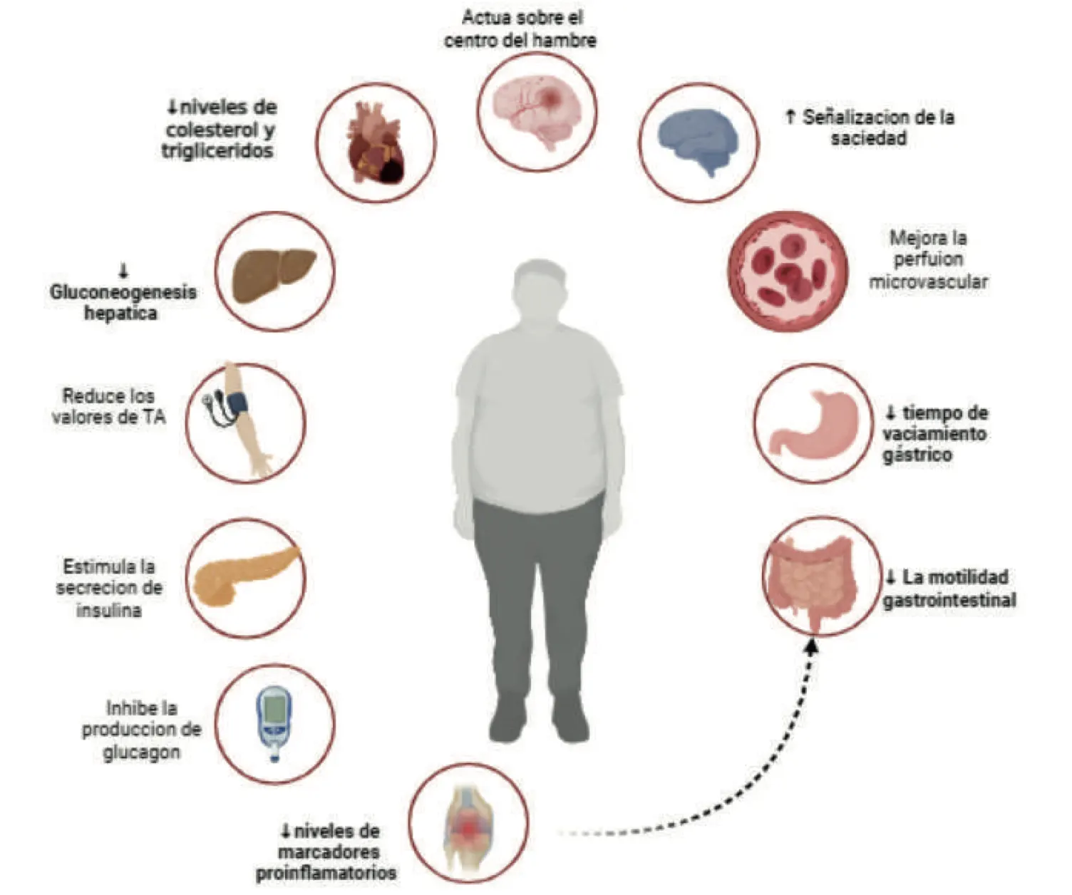 Efectos de la semaglutida sobre los factores de riesgo cardiovascular en pacientes con sobrepeso y obesidad